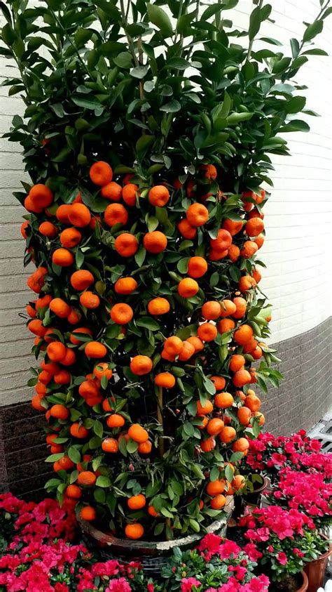 09年生肖 橘樹 象徵